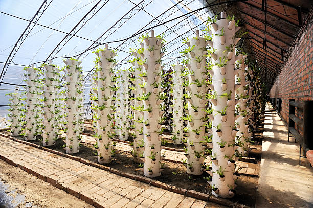 Hydroponic towers