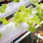 hydroponic towers