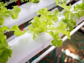 hydroponic towers
