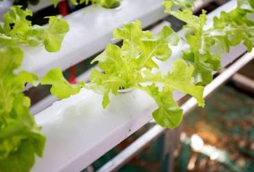 hydroponic towers