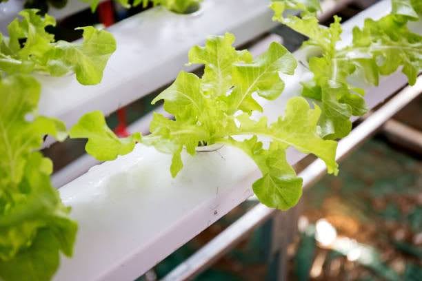 hydroponic towers