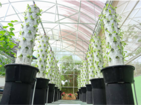 seed germination
