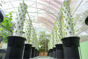 seed germination