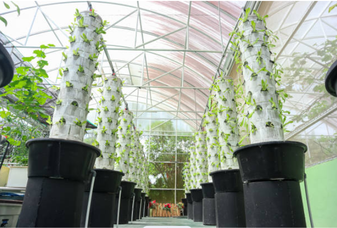 seed germination